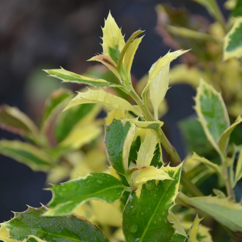 Gelbbunte Stechpalme 'Golden van Tol'