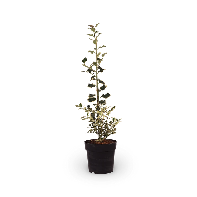 Weißbunte Stechpalme 'Argentea Marginata'