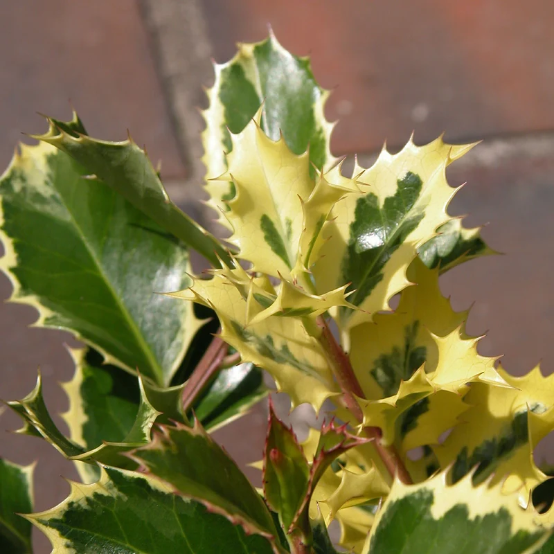 Weißbunte Stechpalme 'Argentea Marginata'