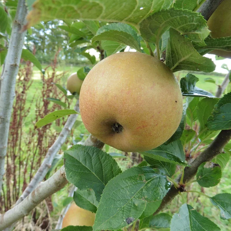 Ein Shemer Apple Seeds for Planting – Sweet, Tart & Heat-Tolerant Apple Trees