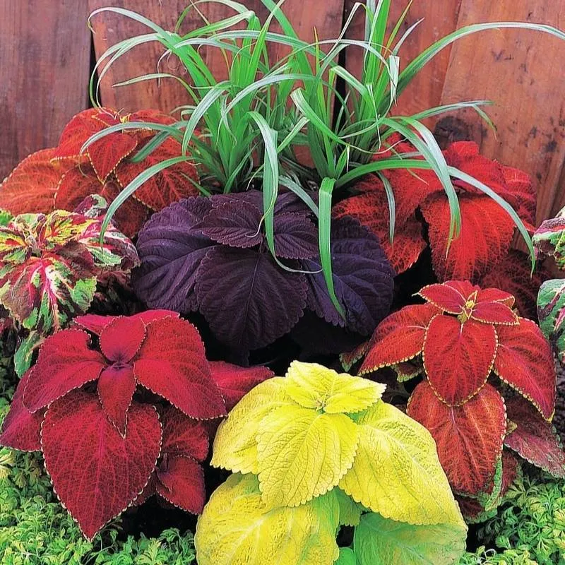 Coleus Giant Exhibition Mix Seeds, Extra Large Vibrant Foliage for Stunning Garden Displays