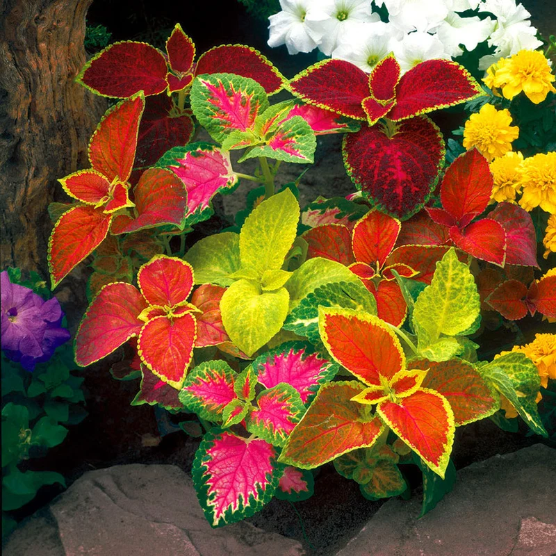 Coleus Giant Exhibition Mix Seeds, Extra Large Vibrant Foliage for Stunning Garden Displays