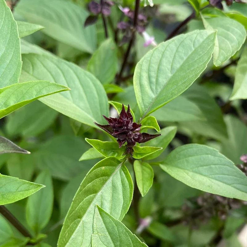 Cinnamon Basil Seeds – Heirloom, Non-GMO Aromatic Herb for Culinary & Garden Use