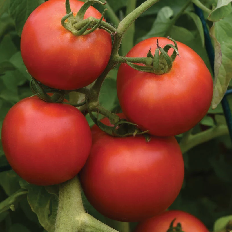 Early Girl Tomato Seeds – High-Yield, Fast-Growing & Delicious