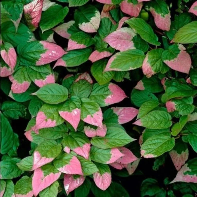 Variegated Arctic Beauty Kiwi Fruit Seeds