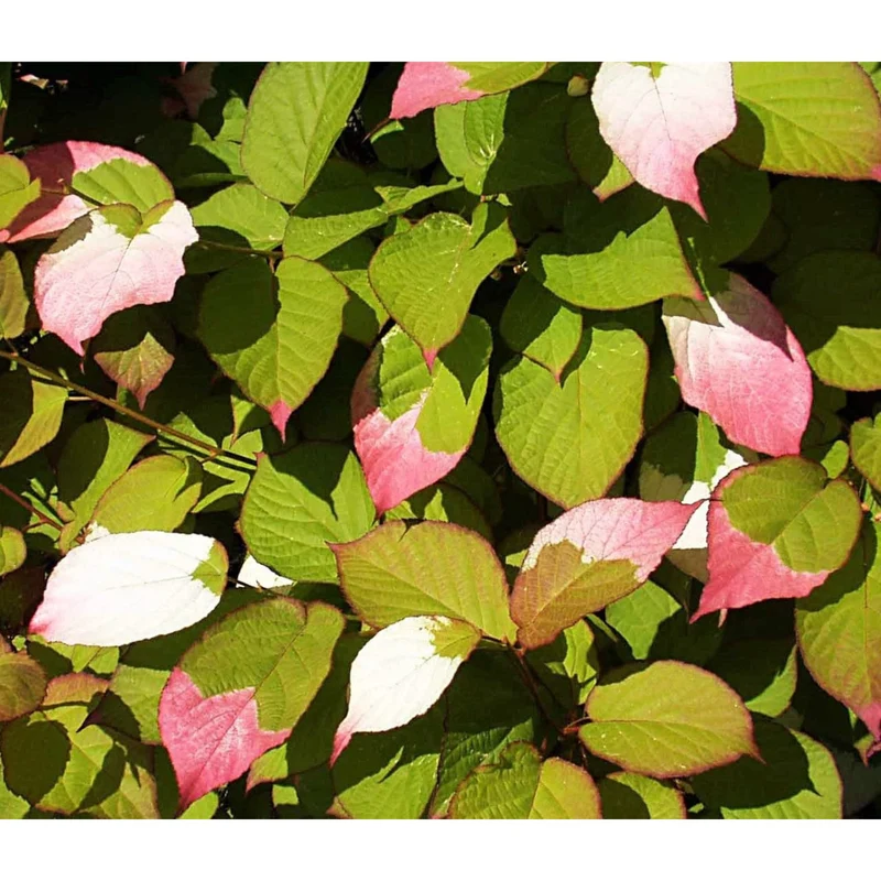 Variegated Arctic Beauty Kiwi Fruit Seeds