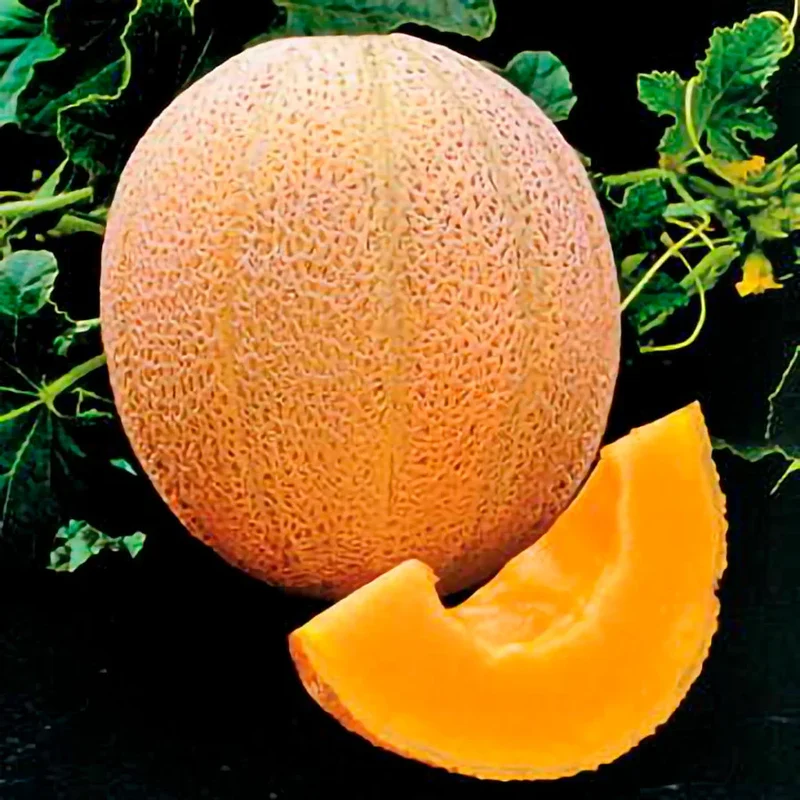 Hale's Best Jumbo Cantaloupe Seeds