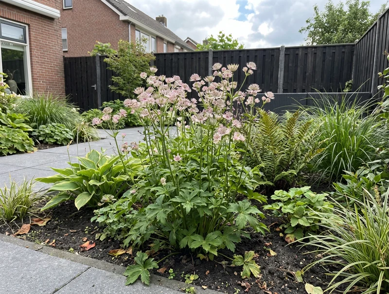 Zeeland-Knopf (Astrantia major)