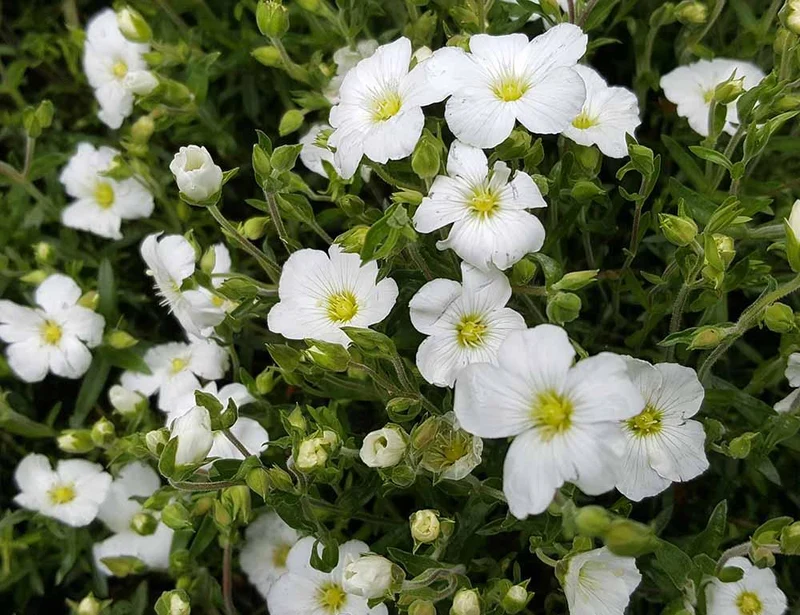 Sandkraut (Arenaria montana)