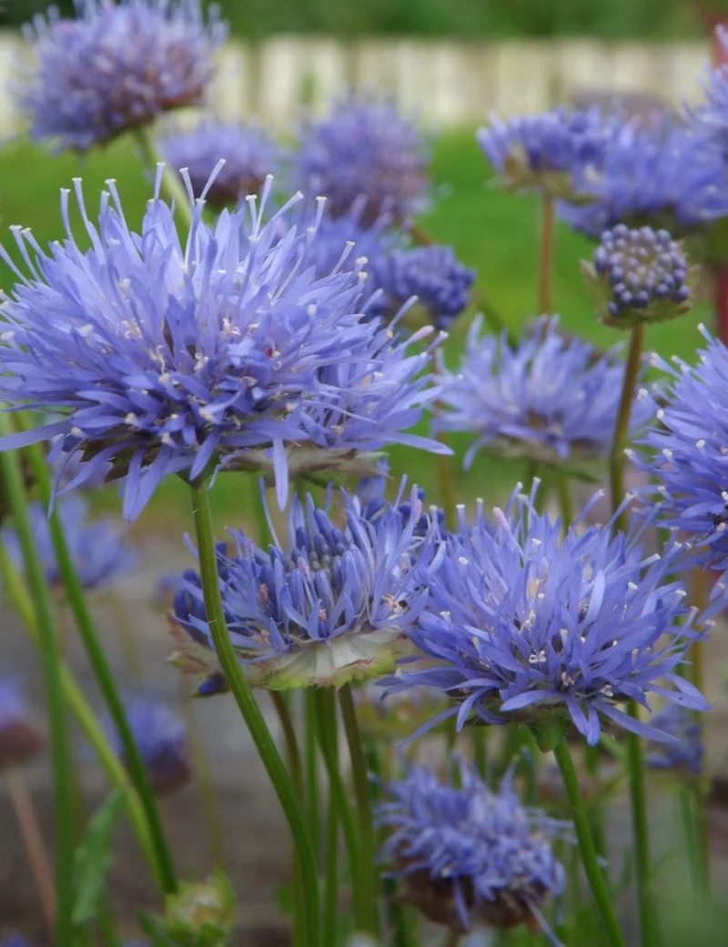Sandblau (Jasione laevis 'Blaulicht')