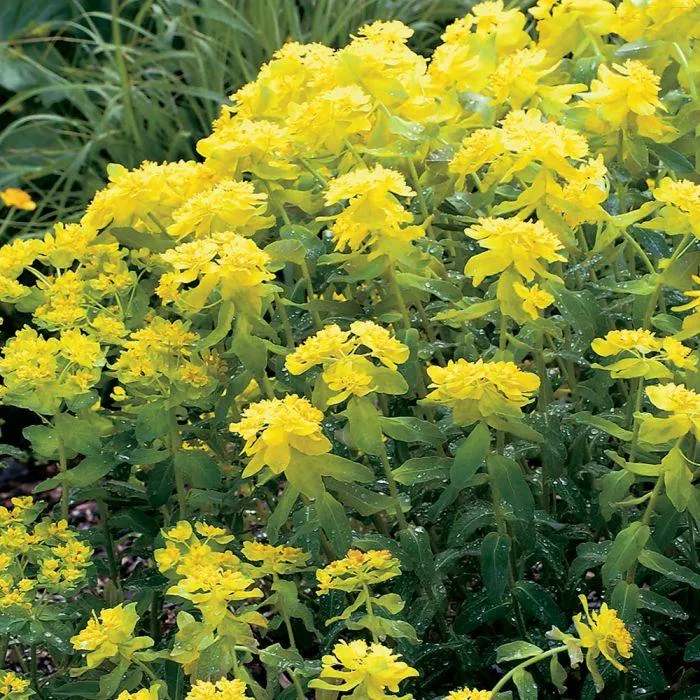 Wolfsmilch (Euphorbia polychroma)