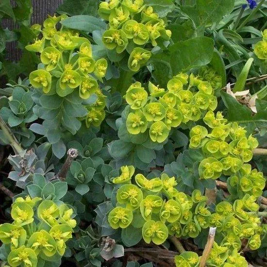 Wolfsmilch (Euphorbia myrsinites)