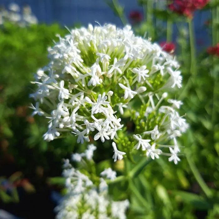 Weißer Baldrian (Centranthus ruber 'Albus')
