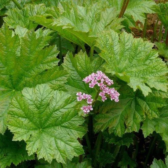 Fußblatt (Darmera peltata)