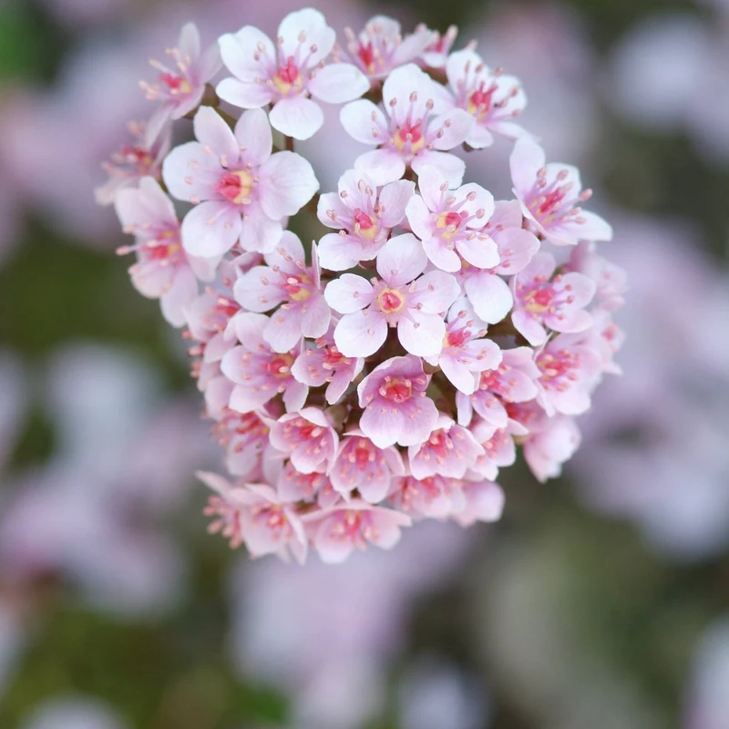 Fußblatt (Darmera peltata)