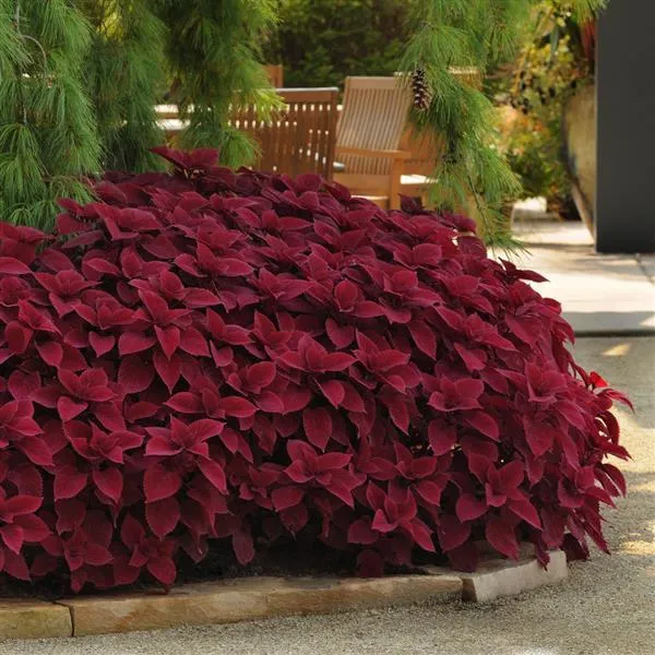 Coleus Seeds (Heirloom Red Coleus Seeds) - Red, Deep Crimson & Rich Foliage