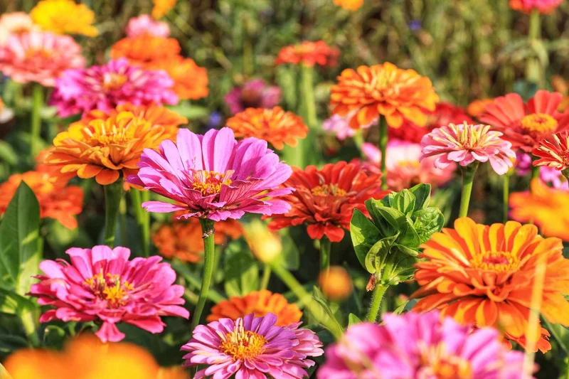 Cactus-Flowered Zinnia Seeds – Unique Spiky-Petaled Blooms for Garden Planting