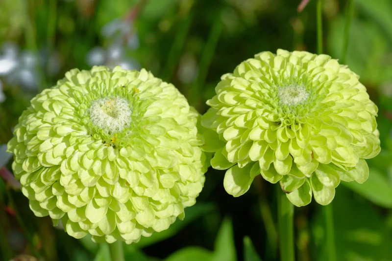 Green Zinnia Seeds – Unique Lime & Chartreuse Blooms for Garden Planting