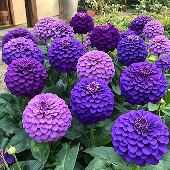 Purple Zinnia Seeds, Lavender, Violet, and Deep Purple Blooms