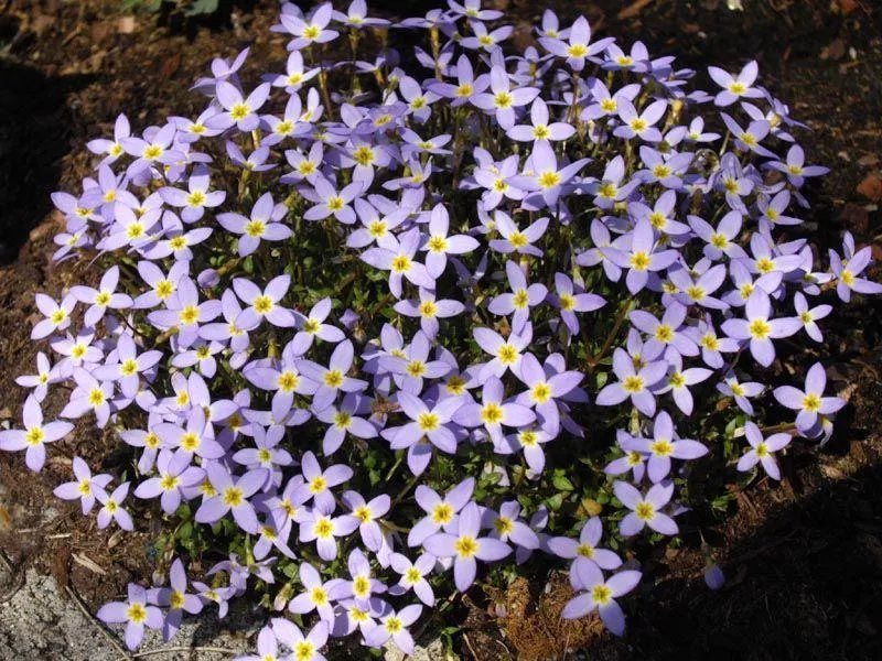 Porzellansternchen (Houstonia caer. 'Millard's Variety')