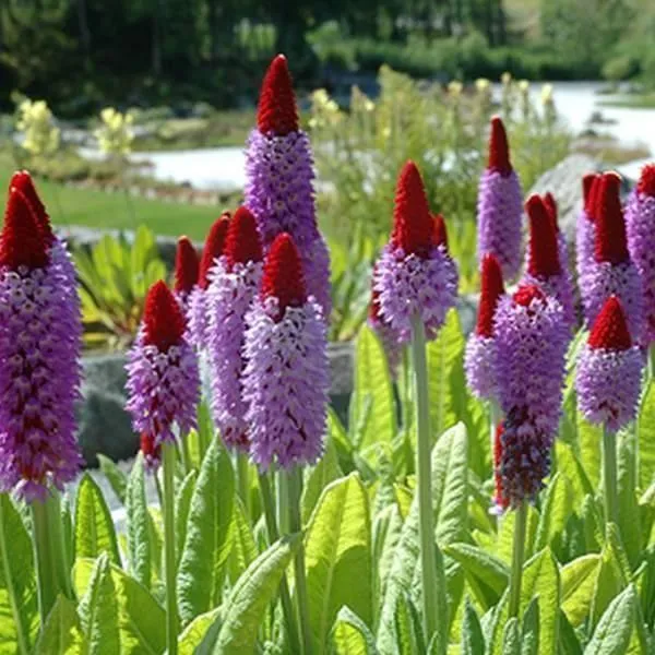 Orchideenprimel (Primula vialii)