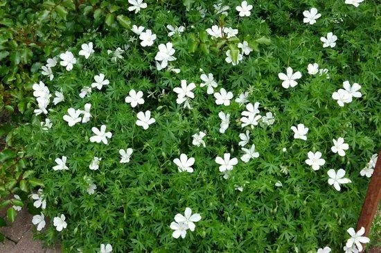 Storchschnabel (Geranium sanguineum 'Album')