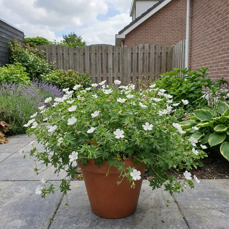 Storchschnabel (Geranium sanguineum 'Album')