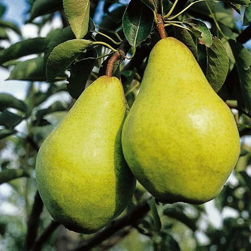 Ussurian Pear (Pyrus ussuriensis) – Seeds