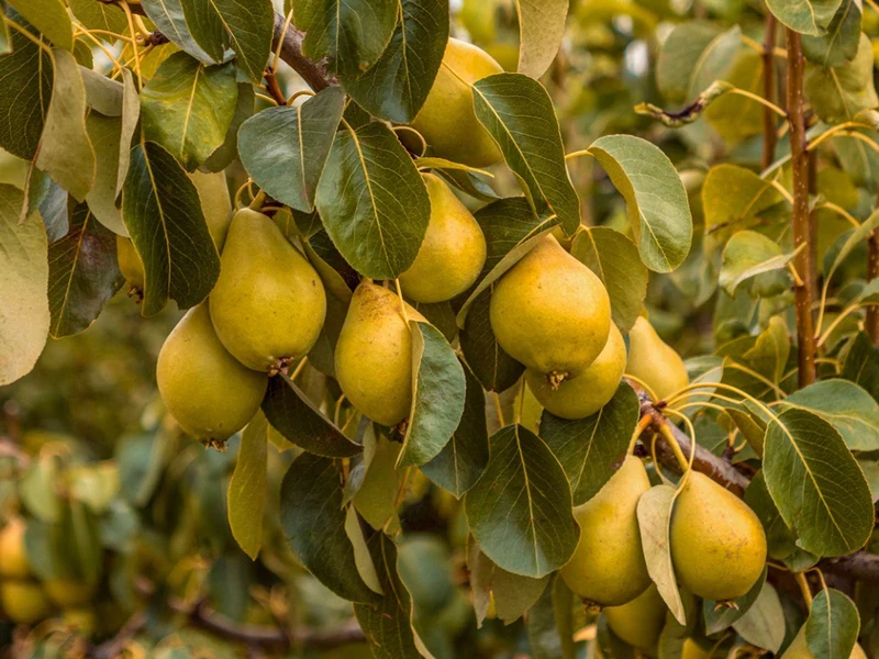 Ussurian Pear (Pyrus ussuriensis) – Seeds