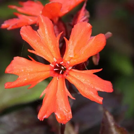 Kuckucksblume (Lychnis arkwrightii 'Vesuvius')