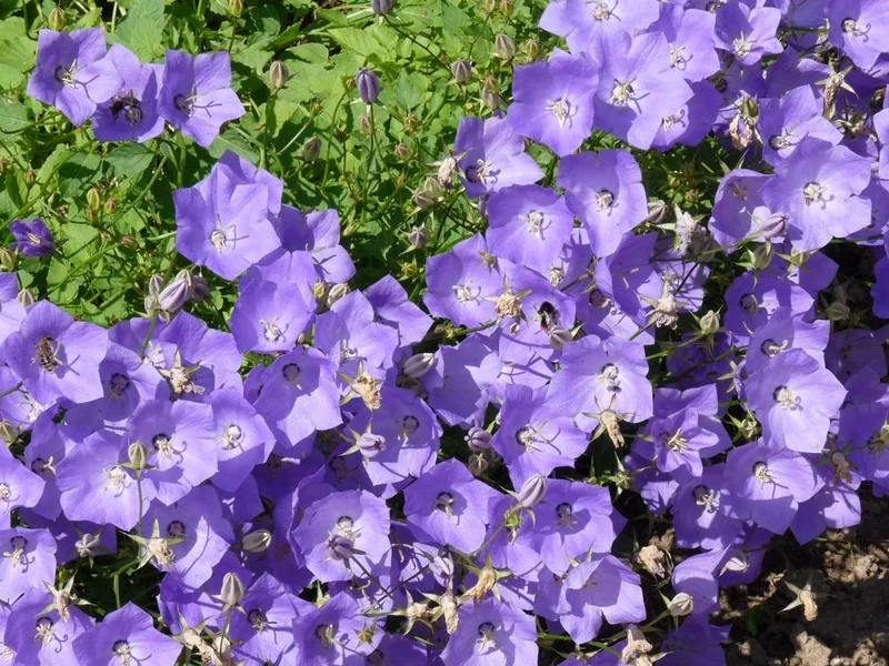 Karpaten-Glockenblume (Campanula carpatica 'Blaue Clips')