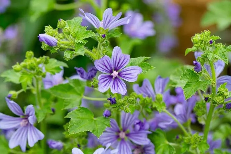 Malve (Malva sylvestris 'Primley Blue')