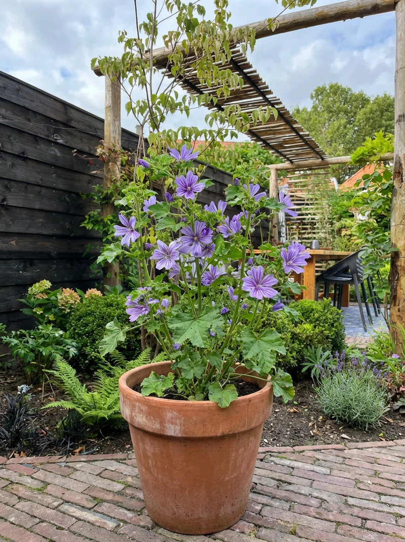 Malve (Malva sylvestris 'Primley Blue')