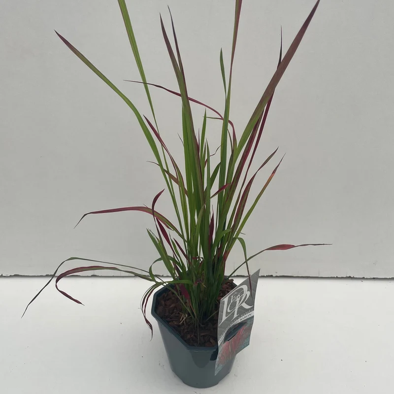 Japanisches Blutgras (Imperata cylindrica 'Red Baron')