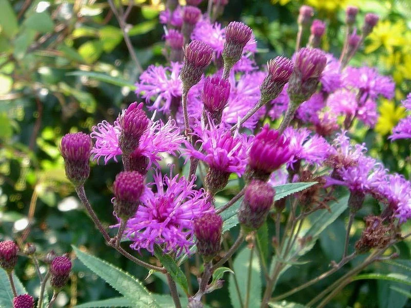 Eisenkraut (Vernonia crinata)