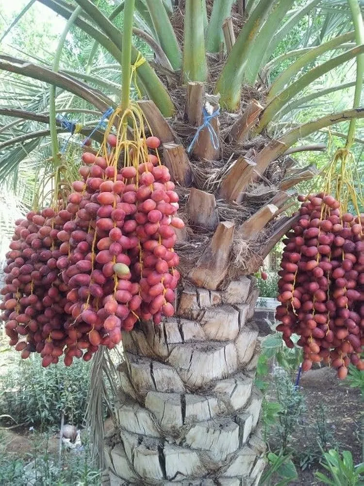 Pygmy Date Palm House Plant Seeds