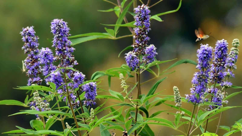 Chaste Berry Tree Seeds