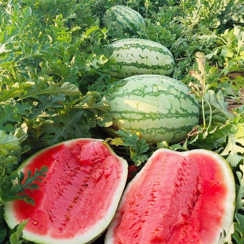 Florida Giant Watermelon Seeds
