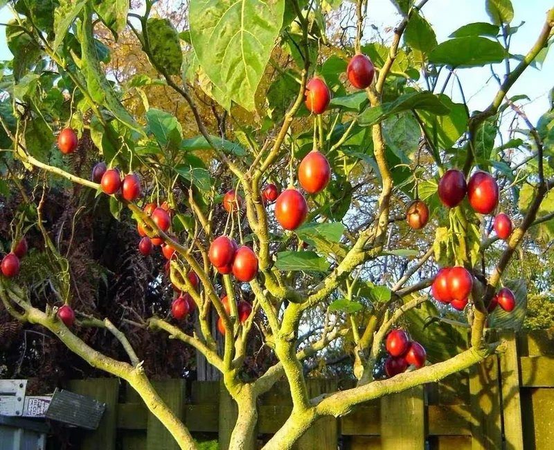 Tamarillo Tree Seeds