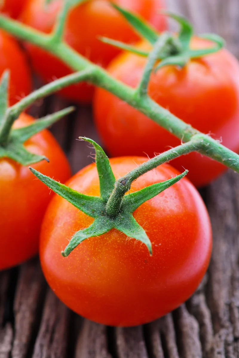 Bio-Tomate 'Berner Rose'