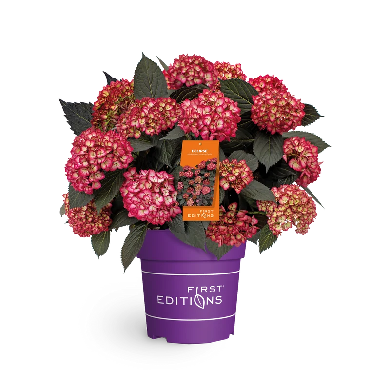 Ballhortensie 'Eclipse'®