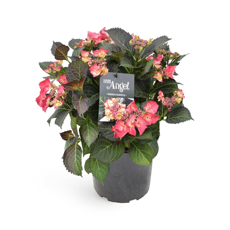 Tellerhortensie 'Dark Angel'® Rot