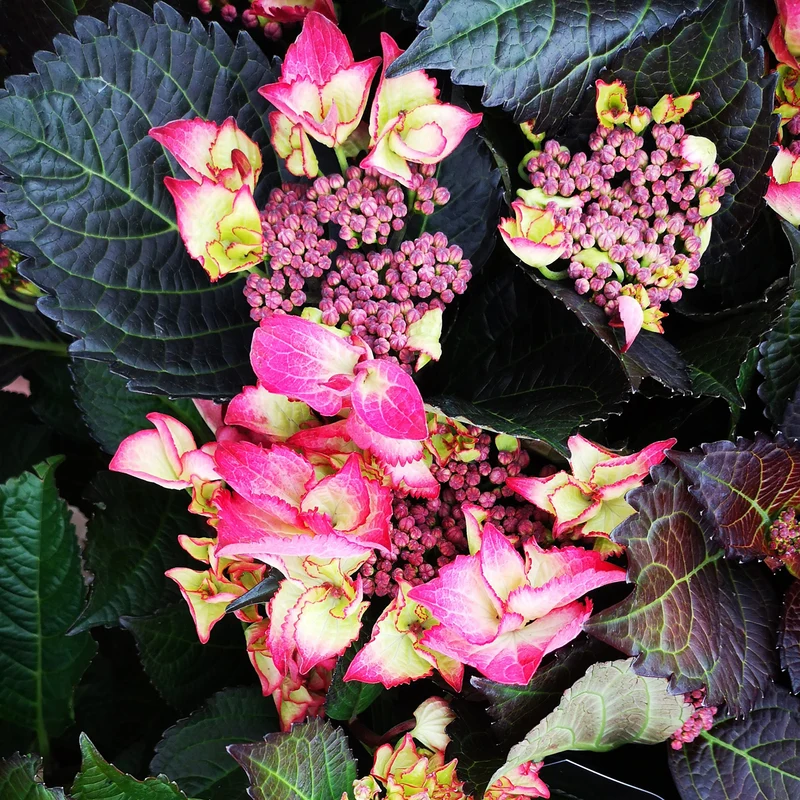Tellerhortensie 'Dark Angel'® Rot