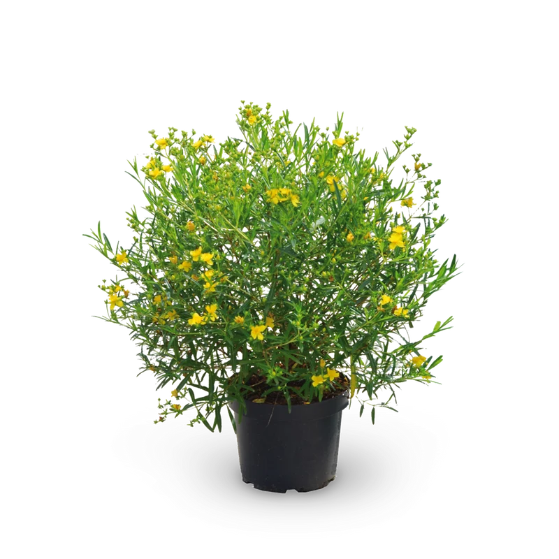 Johanniskraut 'Gemo'