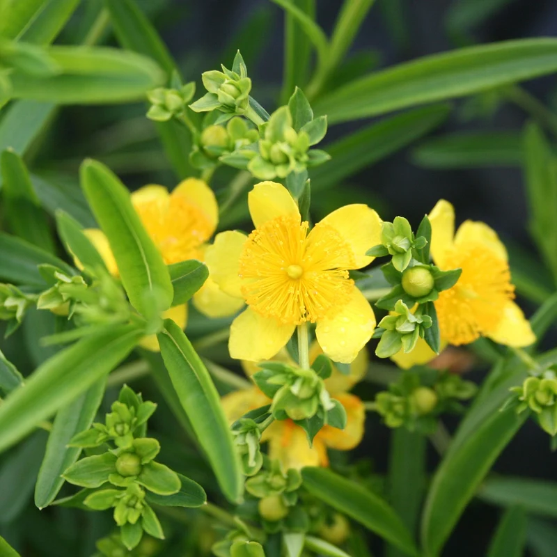 Johanniskraut 'Gemo'