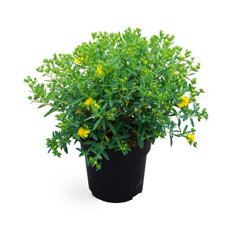 Johanniskraut 'Blue Velvet'®