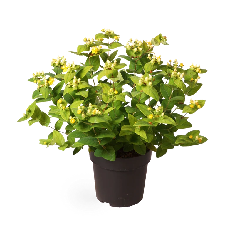 Johanniskraut 'Magical White'®