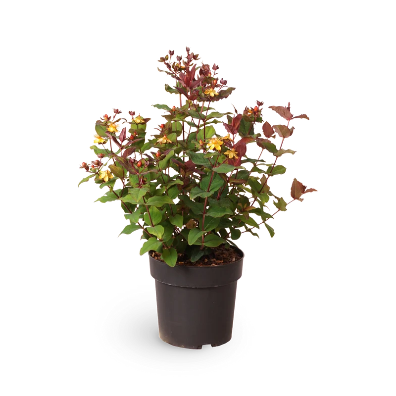 Johanniskraut 'Magical Universe'®