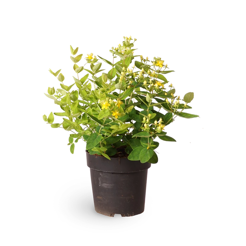 Johanniskraut 'Magical Sunshine'®
