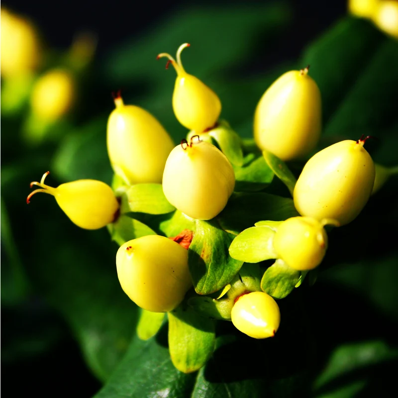 Johanniskraut 'Magical Sunshine'®